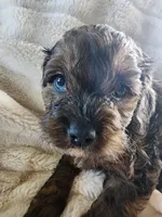 Rob, a male Cavapoo and Cavalier King Charles Spaniel for sale in West Concord, MN – Photo 1 of 3