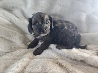 Rob, a male Cavapoo and Cavalier King Charles Spaniel for sale in West Concord, MN – Photo 3 of 3