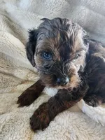 Rob, a male Cavapoo and Cavalier King Charles Spaniel for sale in West Concord, MN – Photo 2 of 3