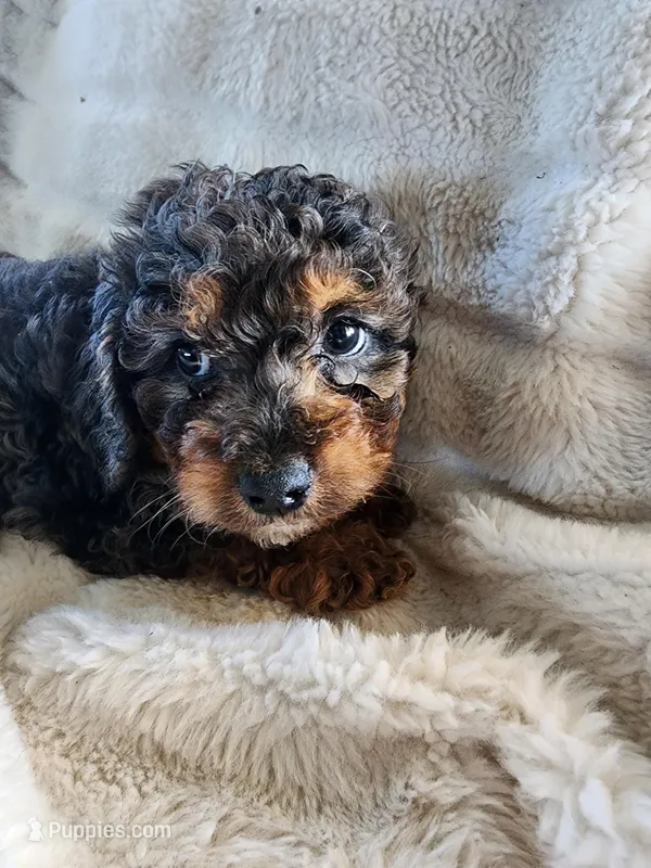Teddy – Cavapoo, Cavalier King Charles Spaniel puppy for sale in West Concord, MN