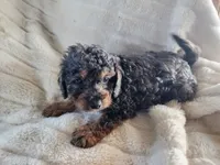 Teddy, a male Cavapoo and Cavalier King Charles Spaniel for sale in West Concord, MN – Photo 2 of 3