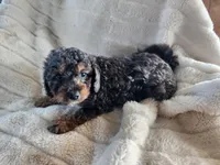 Teddy, a male Cavapoo and Cavalier King Charles Spaniel for sale in West Concord, MN – Photo 3 of 3