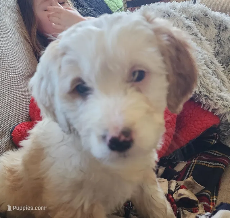 Honey – Bernese Mountain Dog, Bernedoodle puppy for sale in West Concord, MN