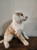 Honey, a female Bernese Mountain Dog and Bernedoodle for sale in West Concord, MN – Photo 4 of 5