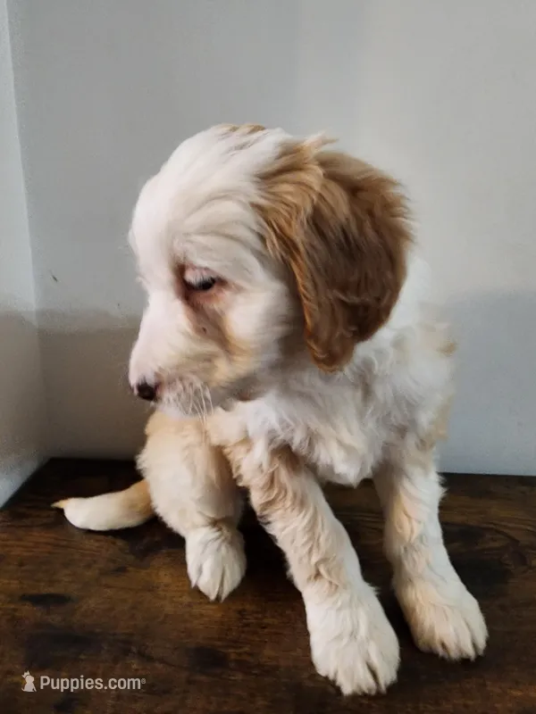 Honey – Bernese Mountain Dog, Bernedoodle puppy for sale in West Concord, MN