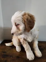 Honey, a female Bernese Mountain Dog and Bernedoodle for sale in West Concord, MN – Photo 1 of 5