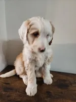 Honey, a female Bernese Mountain Dog and Bernedoodle for sale in West Concord, MN – Photo 5 of 5