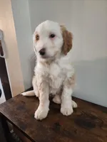 Honey, a female Bernese Mountain Dog and Bernedoodle for sale in West Concord, MN – Photo 3 of 5