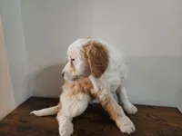 Honey, a female Bernese Mountain Dog and Bernedoodle for sale in West Concord, MN – Photo 2 of 5