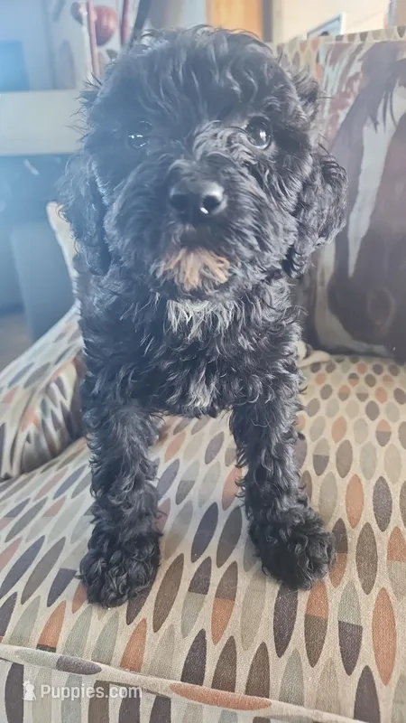 Jenny – Cavapoo, Cavalier King Charles Spaniel puppy for sale in West Concord, MN