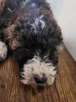 Jane, a female Bernese Mountain Dog and Bernedoodle for sale in West Concord, MN – Photo 4 of 4