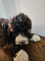 Jane, a female Bernese Mountain Dog and Bernedoodle for sale in West Concord, MN – Photo 3 of 4