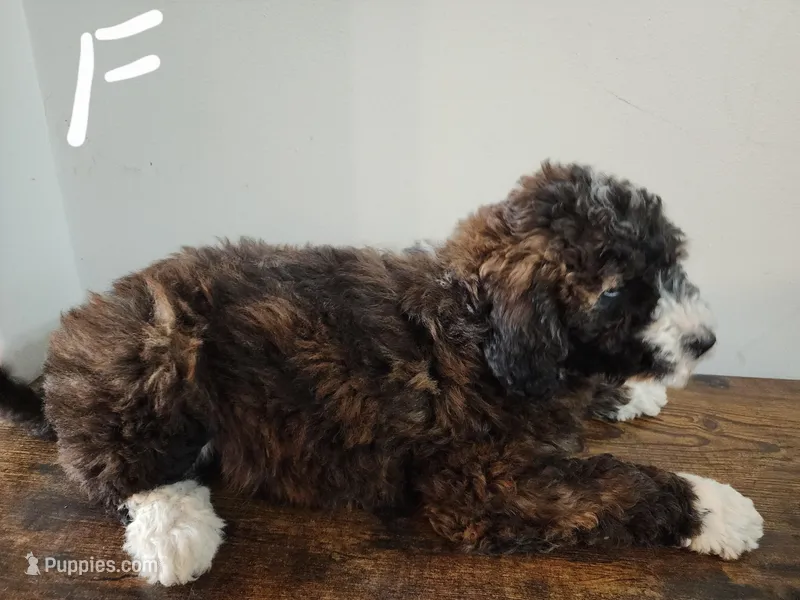 Jane – Bernese Mountain Dog, Bernedoodle puppy for sale in West Concord, MN