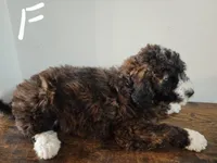 Jane, a female Bernese Mountain Dog and Bernedoodle for sale in West Concord, MN – Photo 1 of 4