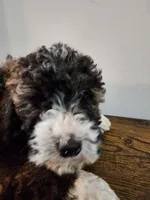 Jane, a female Bernese Mountain Dog and Bernedoodle for sale in West Concord, MN – Photo 2 of 4