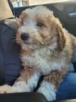 Steve, a male Bernese Mountain Dog and Bernedoodle for sale in West Concord, MN – Photo 2 of 3