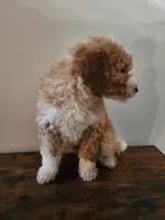 Steve, a male Bernese Mountain Dog and Bernedoodle for sale in West Concord, MN – Photo 3 of 3