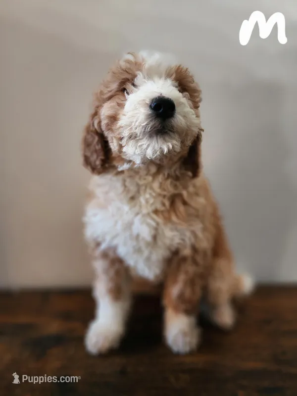 Steve – Bernese Mountain Dog, Bernedoodle puppy for sale in West Concord, MN