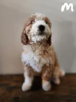 Steve, a male Bernese Mountain Dog and Bernedoodle for sale in West Concord, MN – Photo 1 of 3