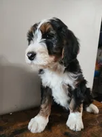 Wilson, a male Bernese Mountain Dog and Bernedoodle for sale in West Concord, MN – Photo 4 of 5