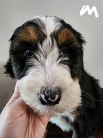 Wilson, a male Bernese Mountain Dog and Bernedoodle for sale in West Concord, MN – Photo 2 of 5