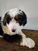 Susaan, a female Bernese Mountain Dog and Bernedoodle for sale in West Concord, MN – Photo 1 of 3
