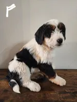 Susaan, a female Bernese Mountain Dog and Bernedoodle for sale in West Concord, MN – Photo 2 of 3