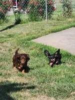 Ollie, a male Miniature Dachshund for sale in Gainesville, GA – 4 of 4