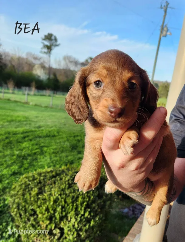 Bea – Miniature Dachshund puppy for sale in Gainesville, GA