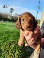Bea, a female Miniature Dachshund for sale in Gainesville, GA – Photo 1 of 4