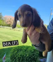 Bea, a female Miniature Dachshund for sale in Gainesville, GA – Photo 2 of 4