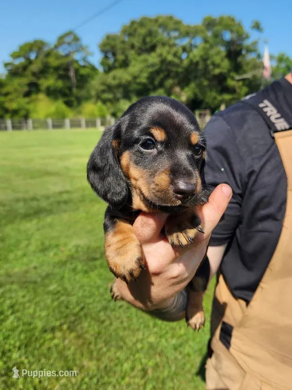 TARRAGON  – Miniature Dachshund puppy for sale in Gillsville, GA