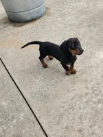 TARRAGON , a male Miniature Dachshund for sale in Gillsville, GA – 4 of 5