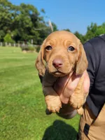ROSEMARY , a female Miniature Dachshund for sale in Gillsville, GA – 3 of 3