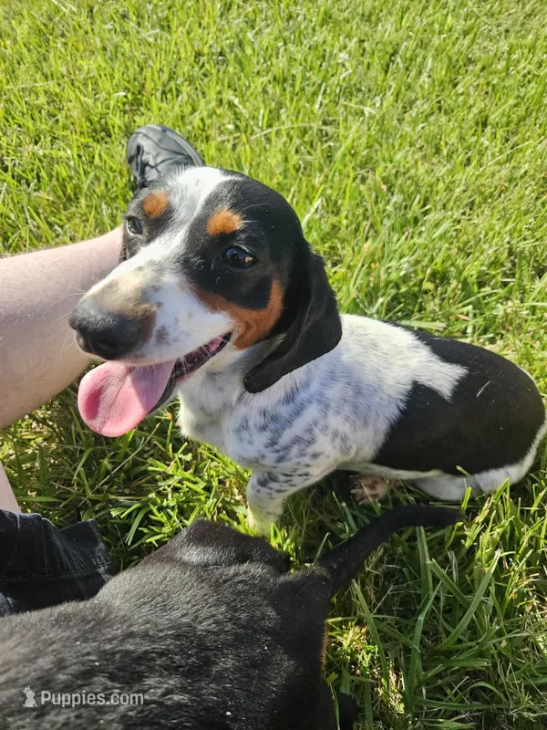 Naomi – Miniature Dachshund puppy for sale in Gainesville, GA