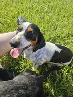 Naomi, a female Miniature Dachshund for sale in Gainesville, GA – 1 of 3