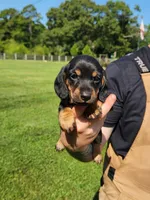 TARRAGON , a male Miniature Dachshund for sale in Gillsville, GA – 3 of 3