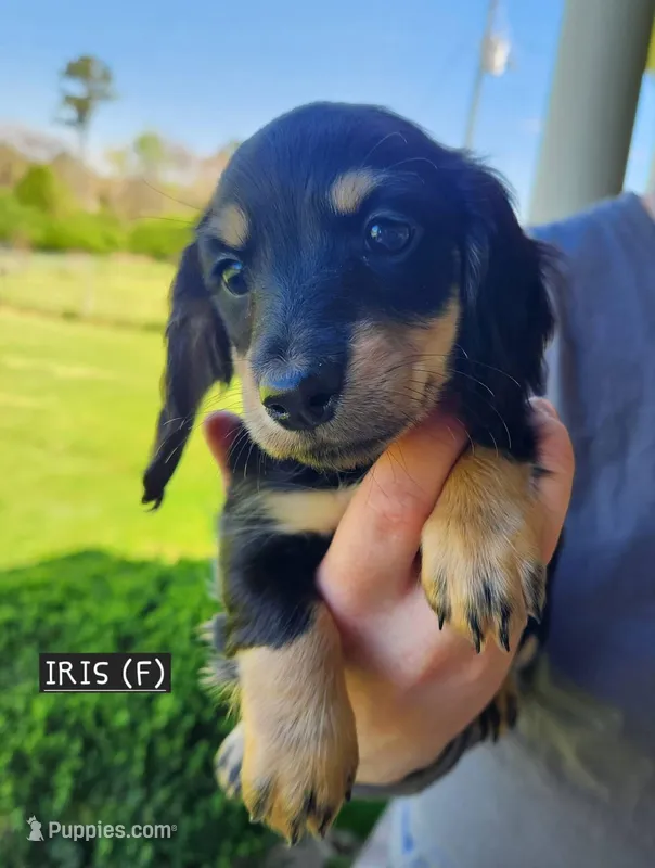 Iris – Miniature Dachshund puppy for sale in Gainesville, GA