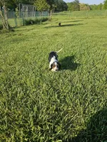 Naomi, a female Miniature Dachshund for sale in Gainesville, GA – Photo 2 of 2