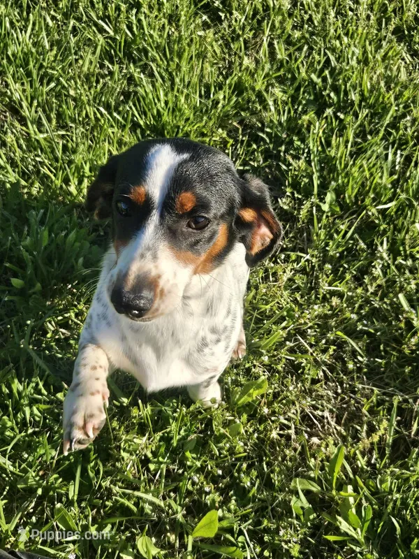 Naomi – Miniature Dachshund puppy for sale in Gainesville, GA