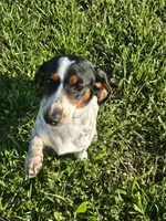 Naomi, a female Miniature Dachshund for sale in Gainesville, GA – Photo 1 of 2