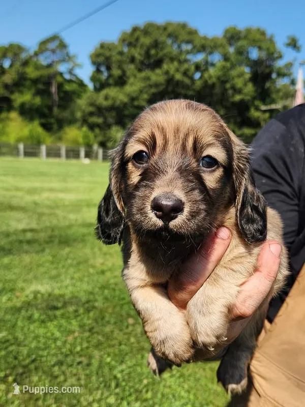 SAGE – Miniature Dachshund puppy for sale in Gillsville, GA