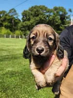 SAGE, a male Miniature Dachshund for sale in Gillsville, GA – 1 of 2
