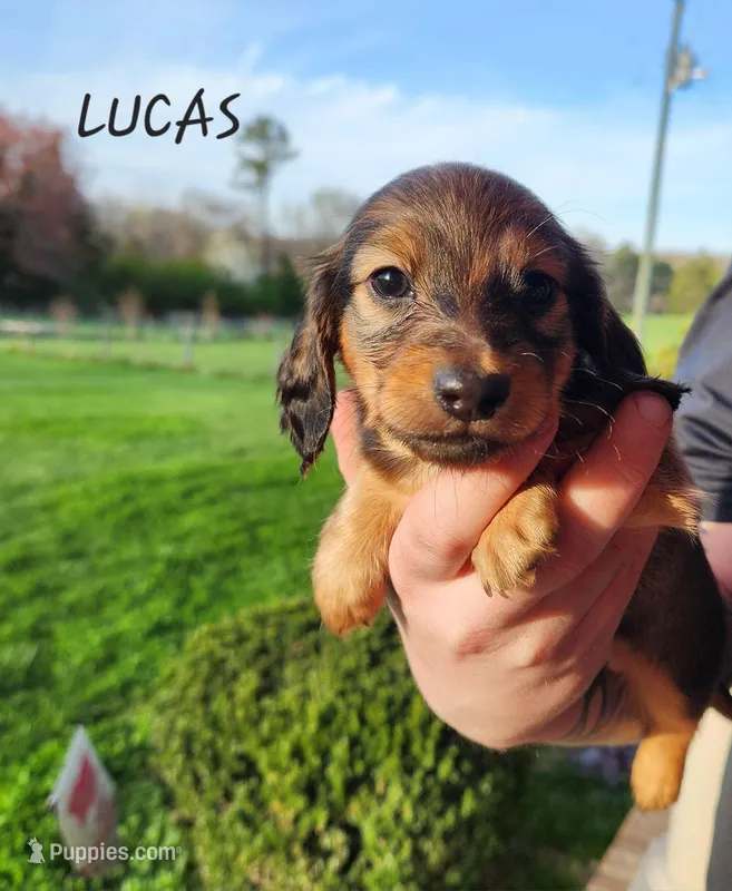 Lucas – Miniature Dachshund puppy for sale in Gainesville, GA