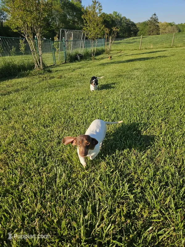 Wynona – Miniature Dachshund puppy for sale in Gainesville, GA