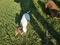 Wynona, a female Miniature Dachshund for sale in Gainesville, GA – Photo 2 of 3