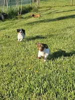 Wynona, a female Miniature Dachshund for sale in Gainesville, GA – Photo 3 of 3
