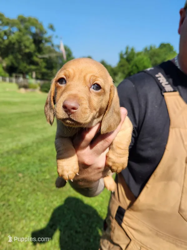 ROSEMARY  – Miniature Dachshund puppy for sale in Gillsville, GA
