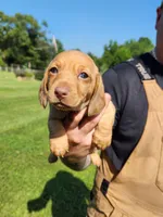 ROSEMARY , a female Miniature Dachshund for sale in Gillsville, GA – 1 of 3
