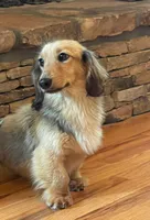 Ollie, a male Miniature Dachshund for sale in Gainesville, GA – 3 of 4